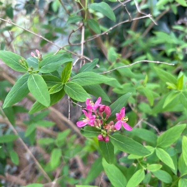 Lonicera tatarica Квітка