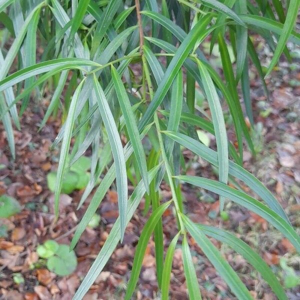 Podocarpus salignus Φύλλο