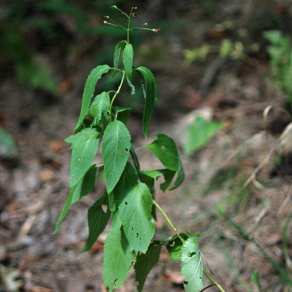 Scrophularia marilandica Staniste