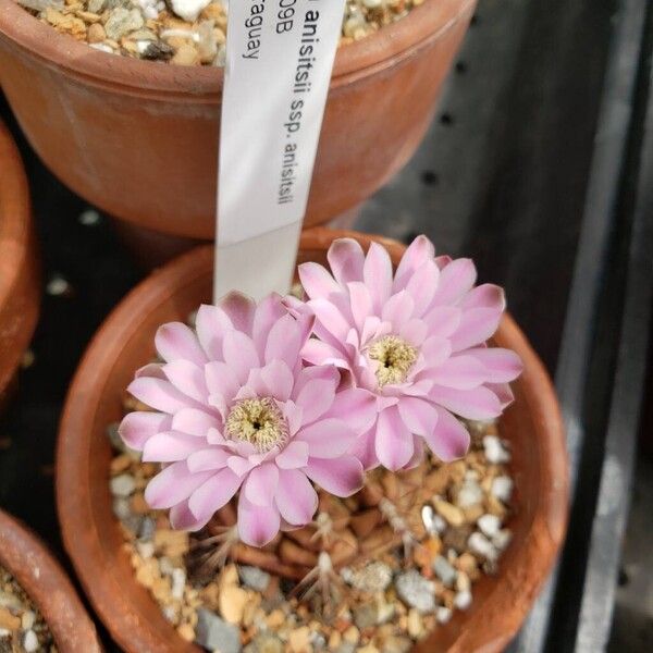 Gymnocalycium anisitsii Кветка