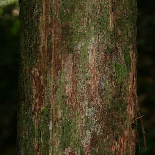 Couratari oblongifolia Кара