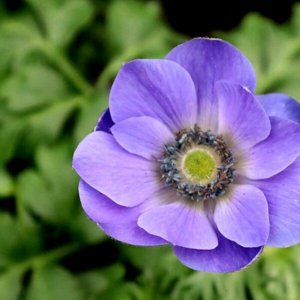 Anemone coronaria പുഷ്പം