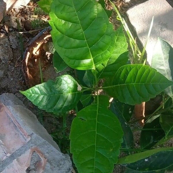 Tabebuia rosea Leaf