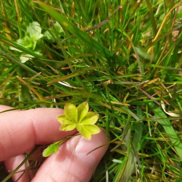 Alchemilla filicaulis 葉