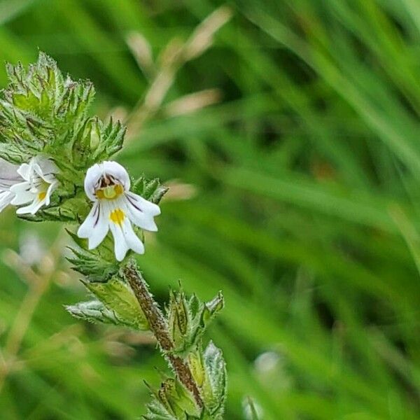 Euphrasia stricta Blomst