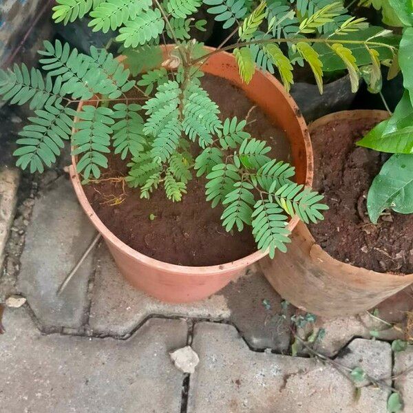 Albizia coriaria Blatt