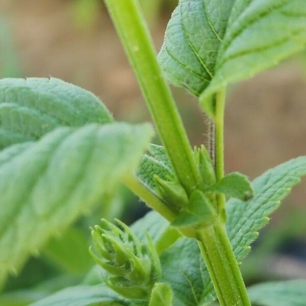 Salvia hispanica Ŝelo
