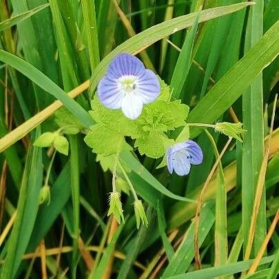 Veronica persica Flower