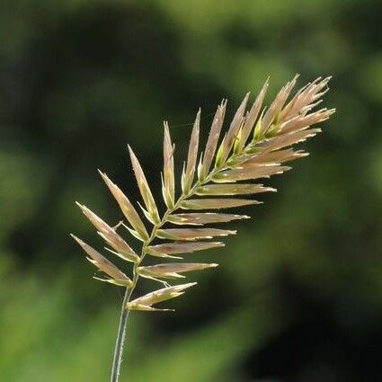 Agropyron cristatum Цветок