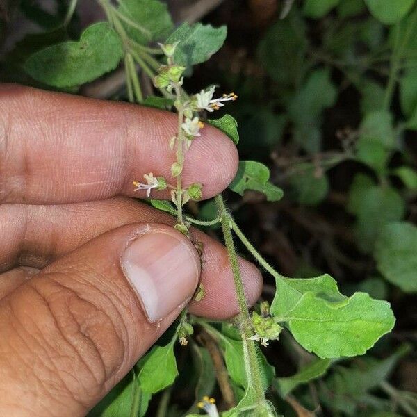 Ocimum tenuiflorum Цвят