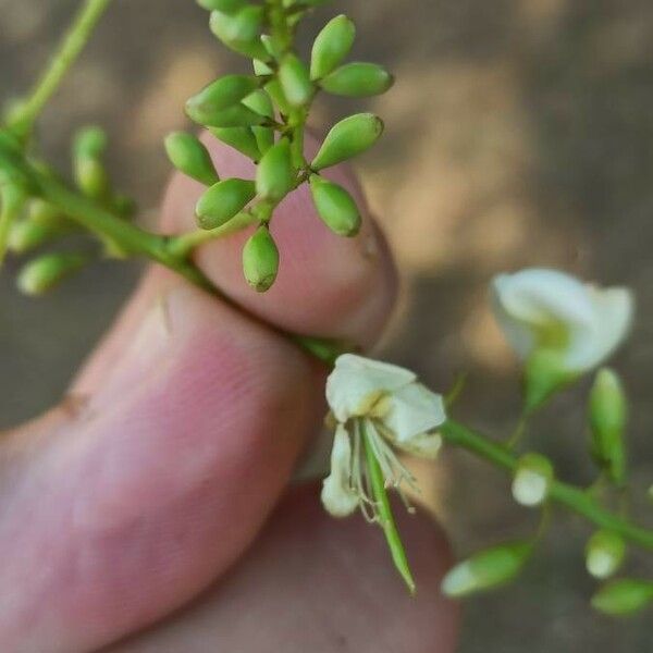 Styphnolobium japonicum Fleur