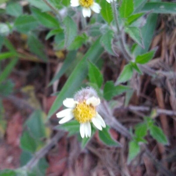 Tridax procumbens Цветок