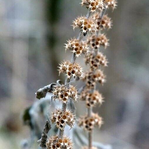 Marrubium vulgare 樹皮