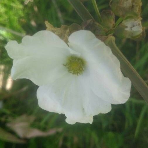 Aquarius cordifolius Flower