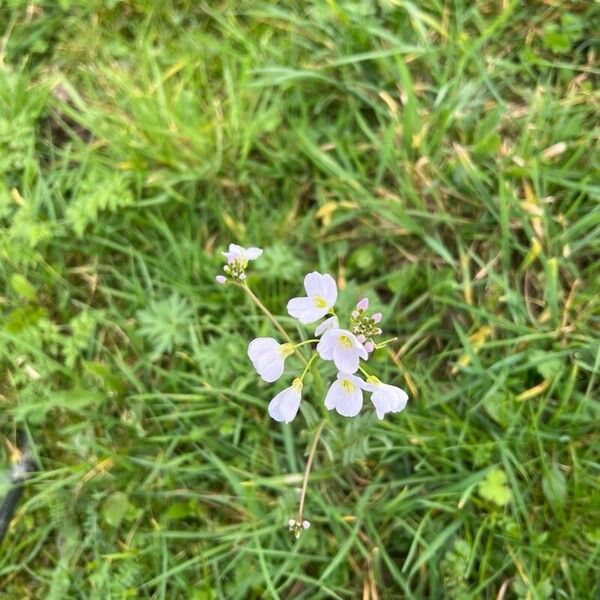 Cardamine pratensis Квітка