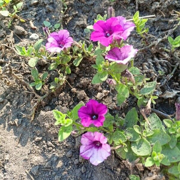 Petunia integrifolia 花