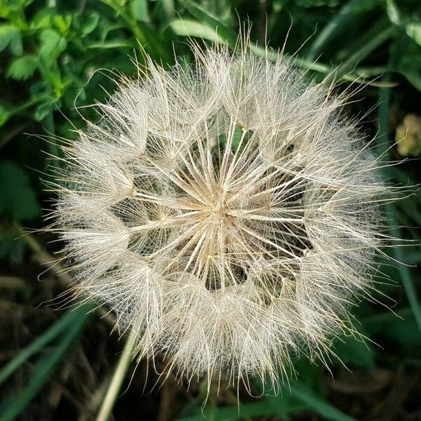 Tragopogon dubius Floro