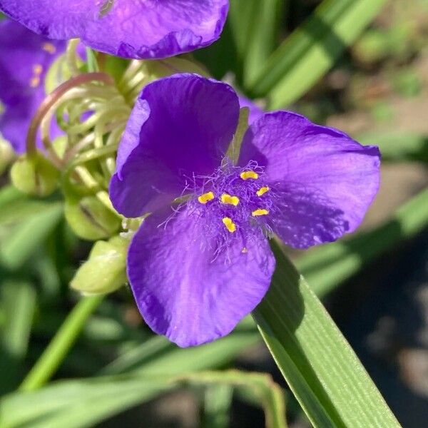 Tradescantia ohiensis പുഷ്പം