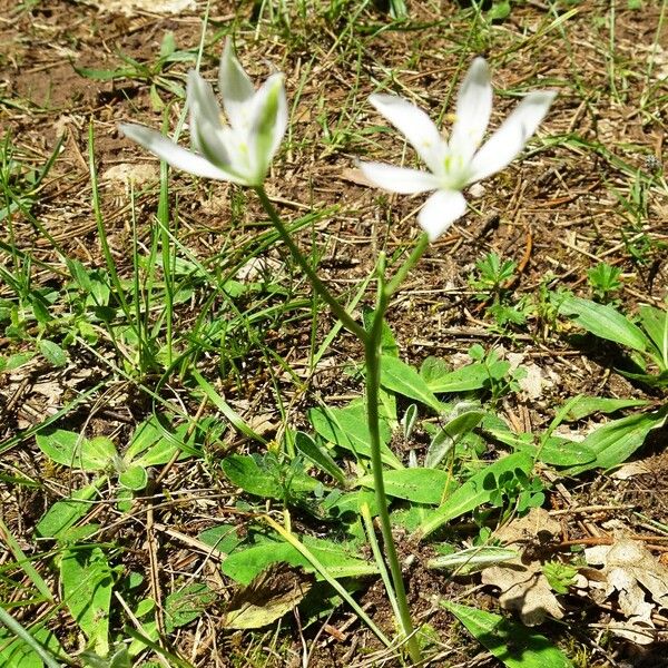 Ornithogalum orthophyllum Costuma