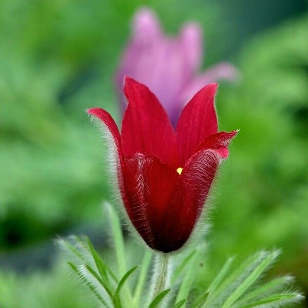 Anemone rubra Floro
