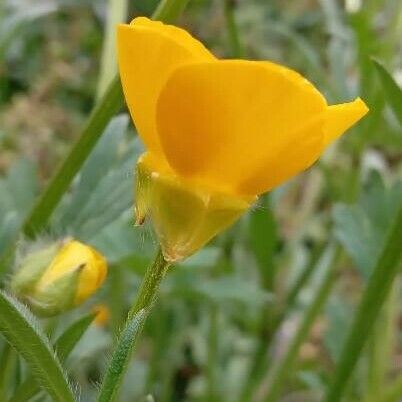 Ranunculus bulbosus Кветка