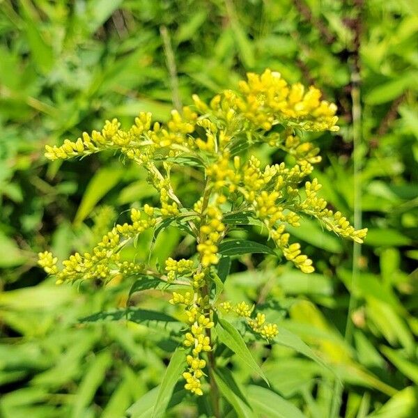 Solidago juncea Blomma