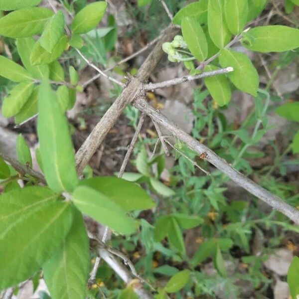 Lonicera morrowii Bark