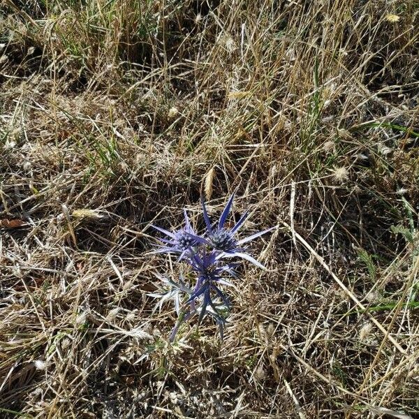 Eryngium amethystinum 花