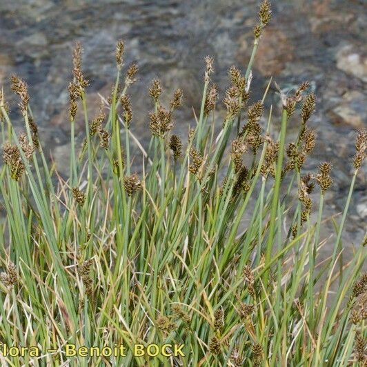 Carex lachenalii Habitus