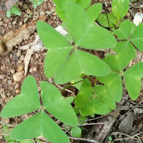 Oxalis latifolia 葉