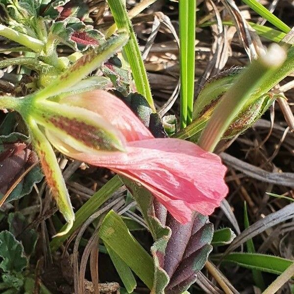 Monsonia longipes Arall