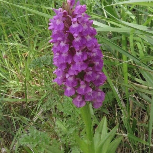 Dactylorhiza majalis Kukka