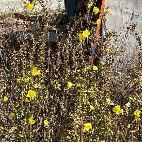 Oenothera glazioviana Kwiat