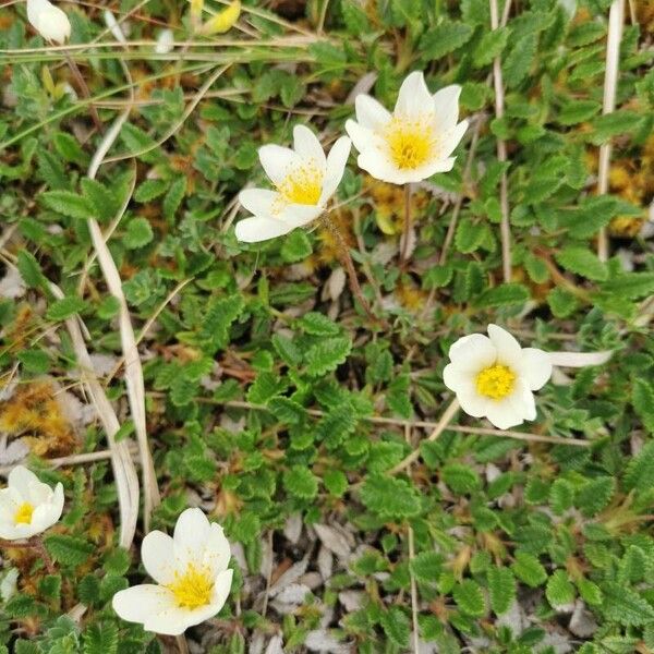 Dryas octopetala Leaf