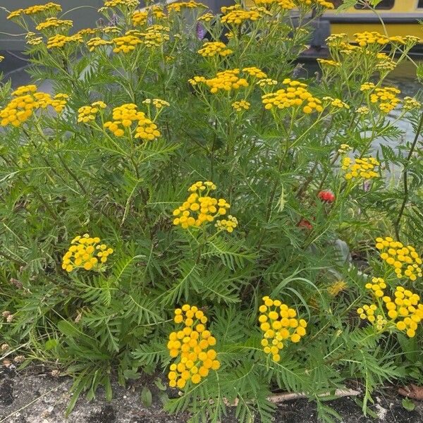 Tanacetum vulgare Цветок