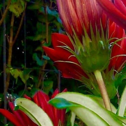 Gazania rigens Flower