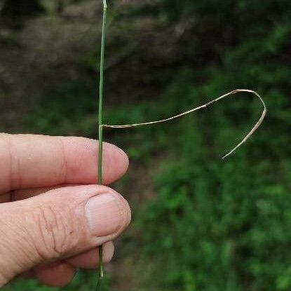 Poa nemoralis Leaf