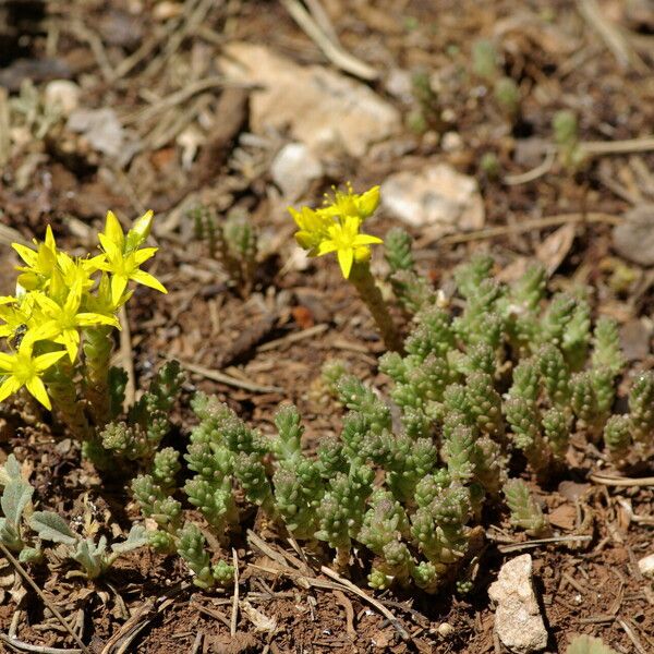 Sedum acre Λουλούδι