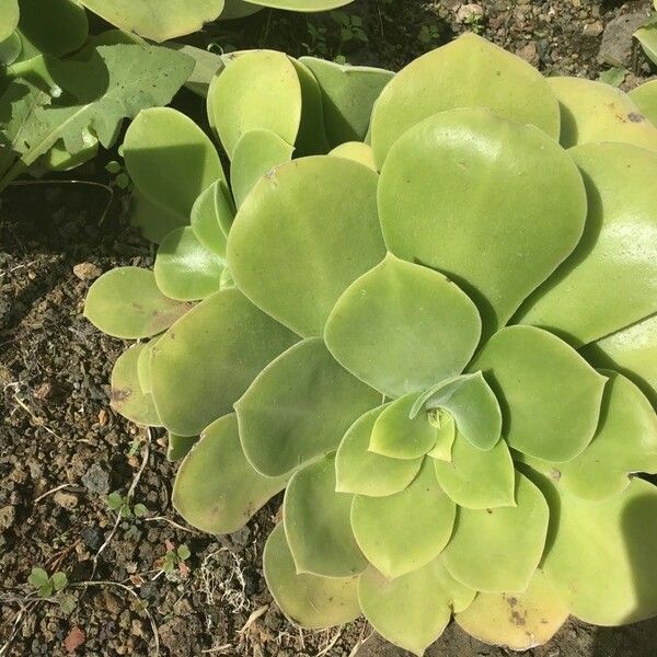 Aeonium canariense Ліст