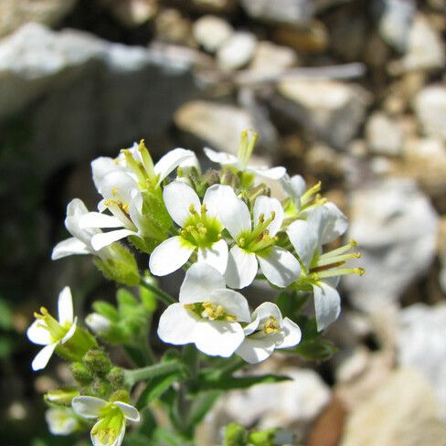 Arabis auriculata फूल