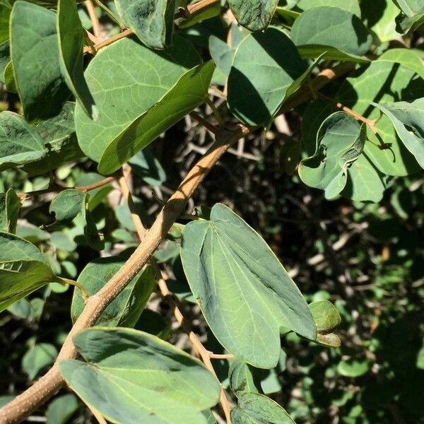 Bauhinia galpinii Leaf