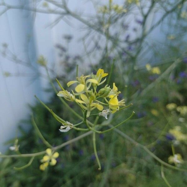 Sisymbrium altissimum Flower