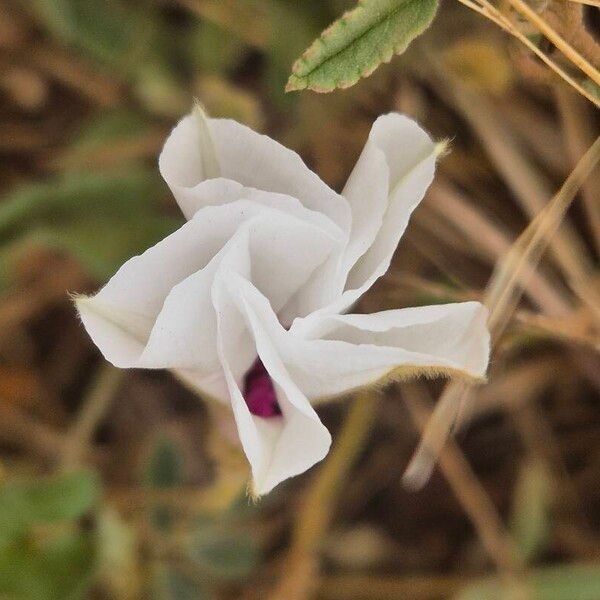 Ipomoea mombassana Fiore