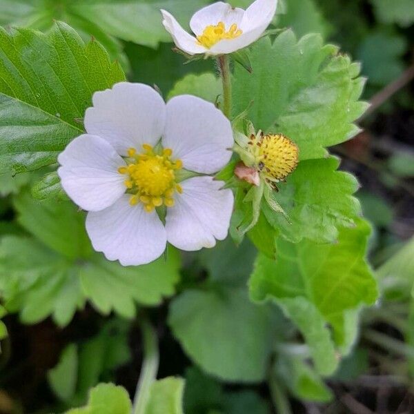 Fragaria vesca Blomma