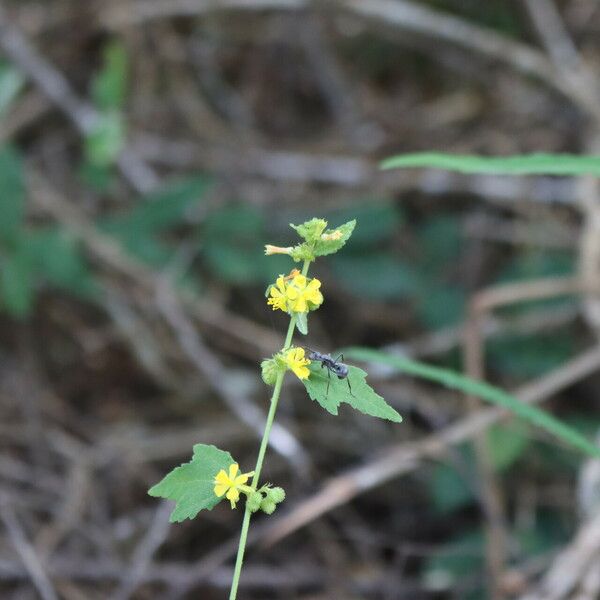 Triumfetta rhomboidea Flor