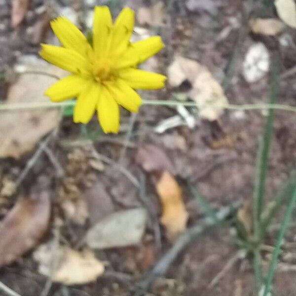 Hieracium gouanii Цветок