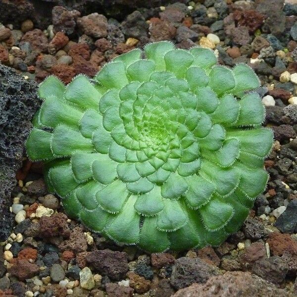 Aeonium tabulaeforme Frunză