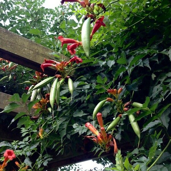 Campsis radicans Fruto