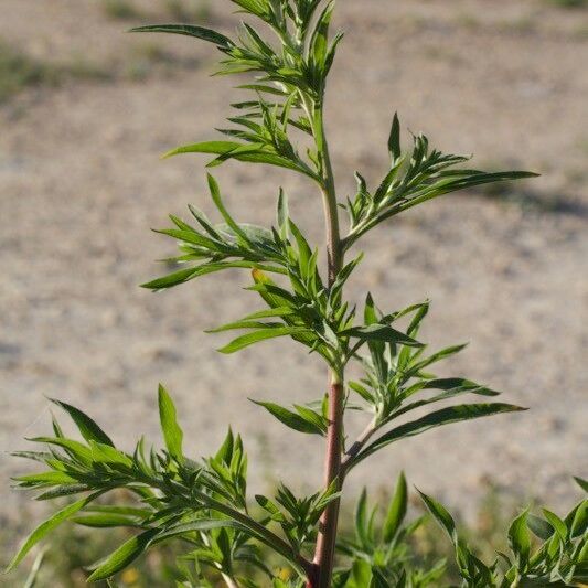 Bassia hyssopifolia Elinympäristö