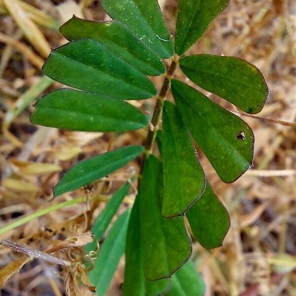 Coronilla securidaca Blad